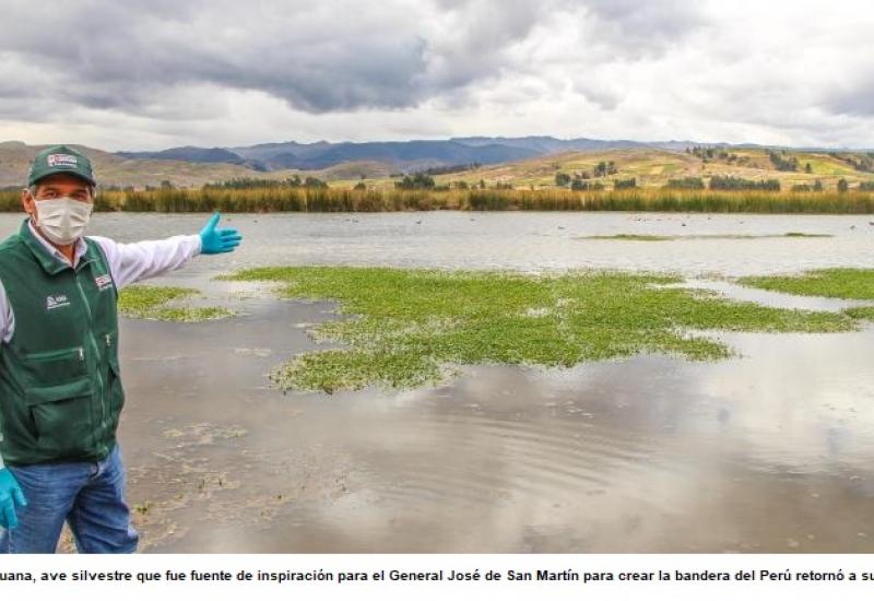 El renacer de la naturaleza en la laguna Chocón - Junín